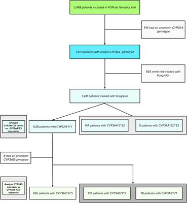 Effects of CYP3A4*22 and CYP3A5 on clinical outcome in patients treated with ticagrelor for ST-segment elevation myocardial infarction: POPular Genetics sub-study